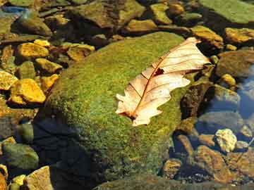 2005年澳门天天开好或2005天天开彩免费资料，杜绝虚假诱导链-本质释义、专家解析解释与落实